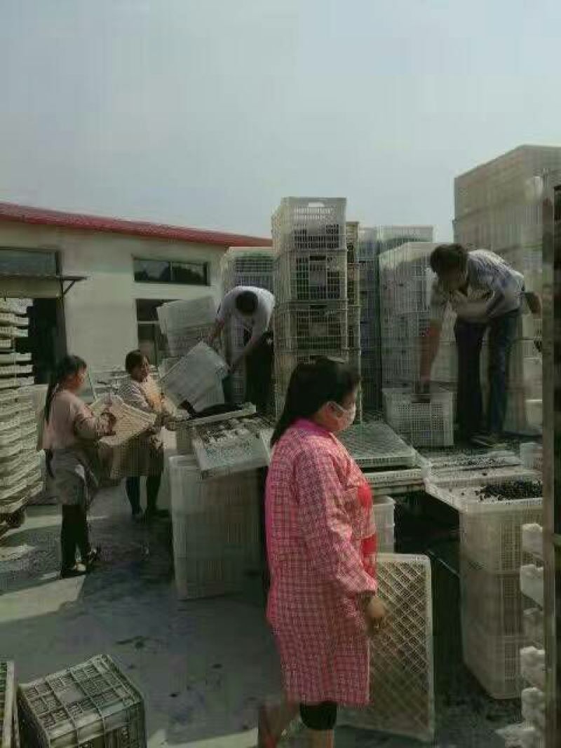 桑葚干无沙无尘产地直发一手货源支持线上保障交易