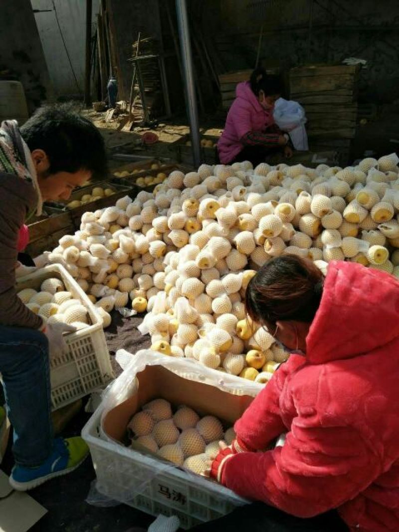 砀山酥梨百万亩砀山梨生产基地货源充足质量保证价格美丽