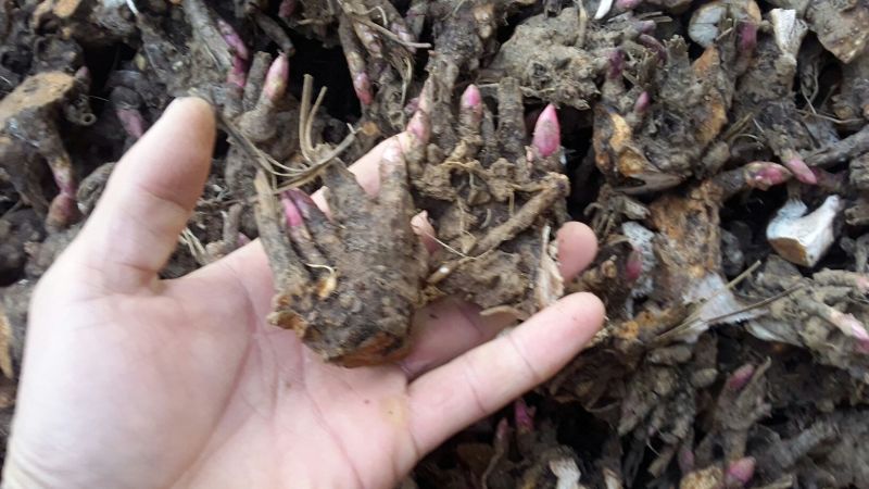 白芍芽苗赤芍1-5年苗。改良品种经济效益高