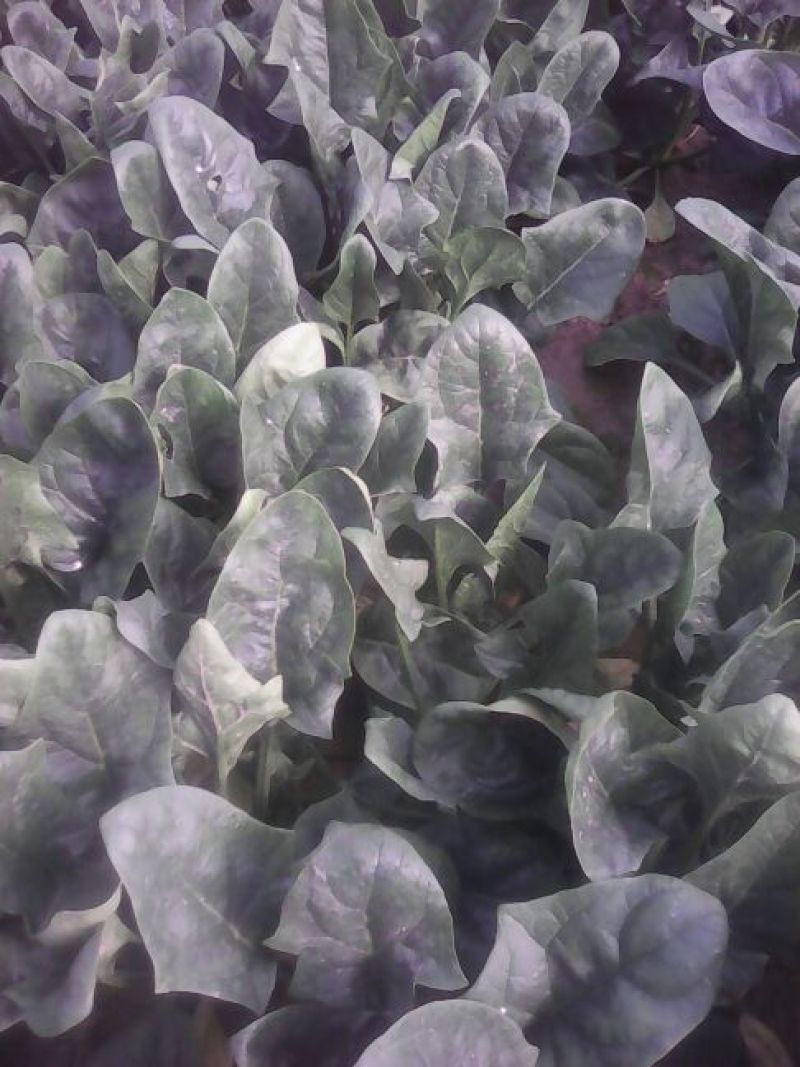 越冬菠菜20~25厘米