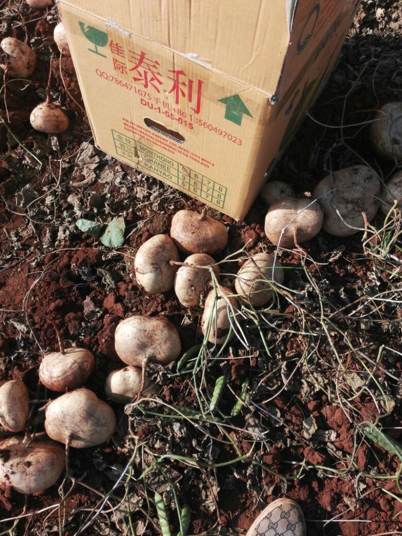 凉薯500~1000g广东徐闻新苗苟葛白地瓜应季节凉薯