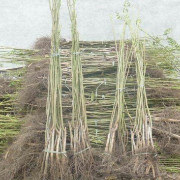 核桃苗嫁接核桃树苗薄皮盆栽地栽当年接果南方北方种植庭院果