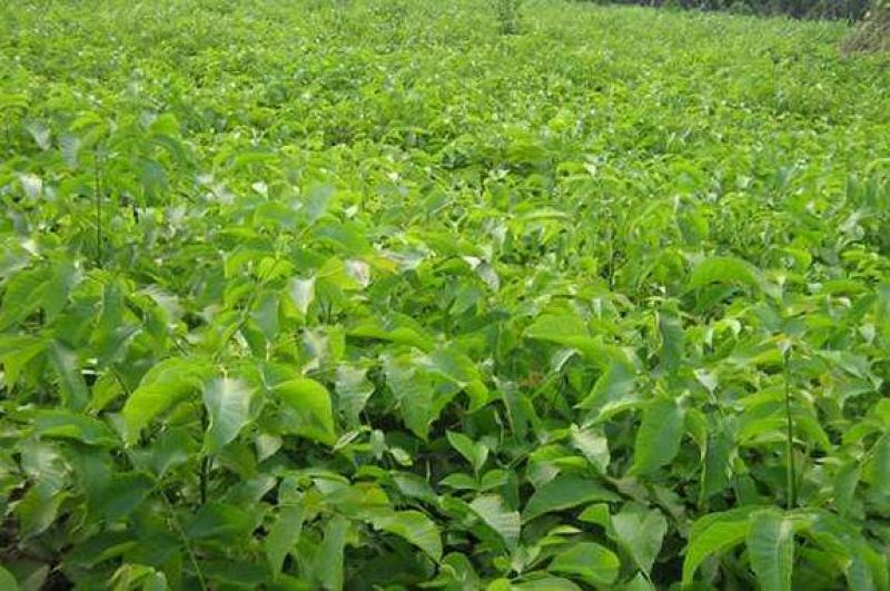 核桃苗嫁接核桃树苗薄皮盆栽地栽当年接果南方北方种植庭院果