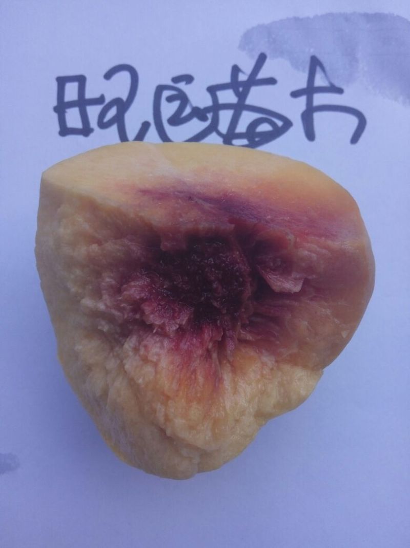 黄金蜜桃树苗好管理新品种黄金密晚熟品种次年结果
