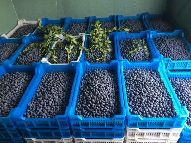 蓝丰蓝莓鲜果12~14mm以上