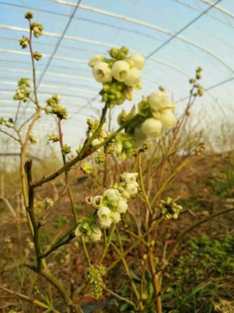 蓝丰蓝莓鲜果12~14mm以上