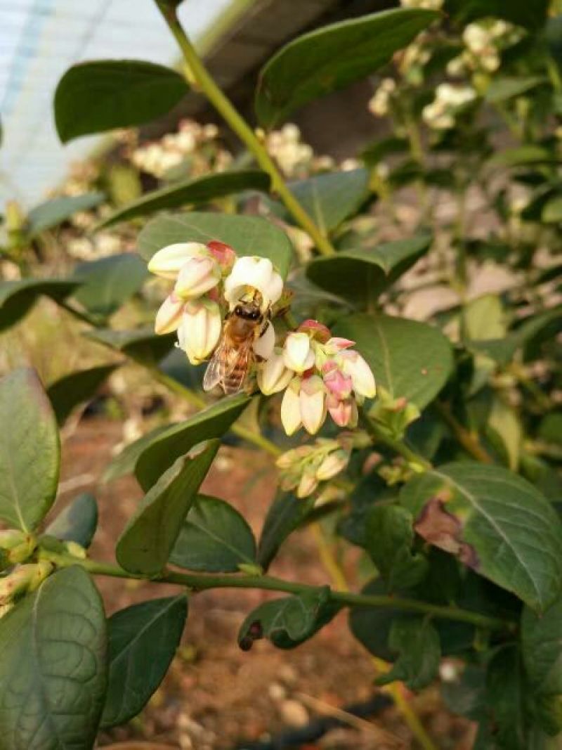 蓝丰蓝莓鲜果12~14mm以上