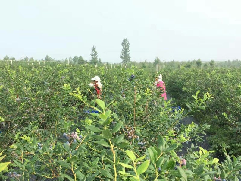蓝丰蓝莓鲜果12~14mm以上