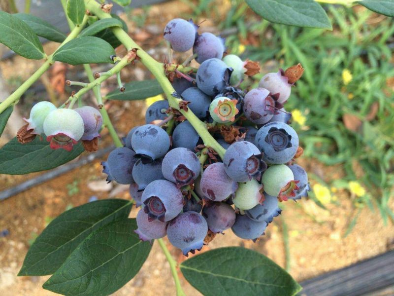 蓝丰蓝莓鲜果12~14mm以上