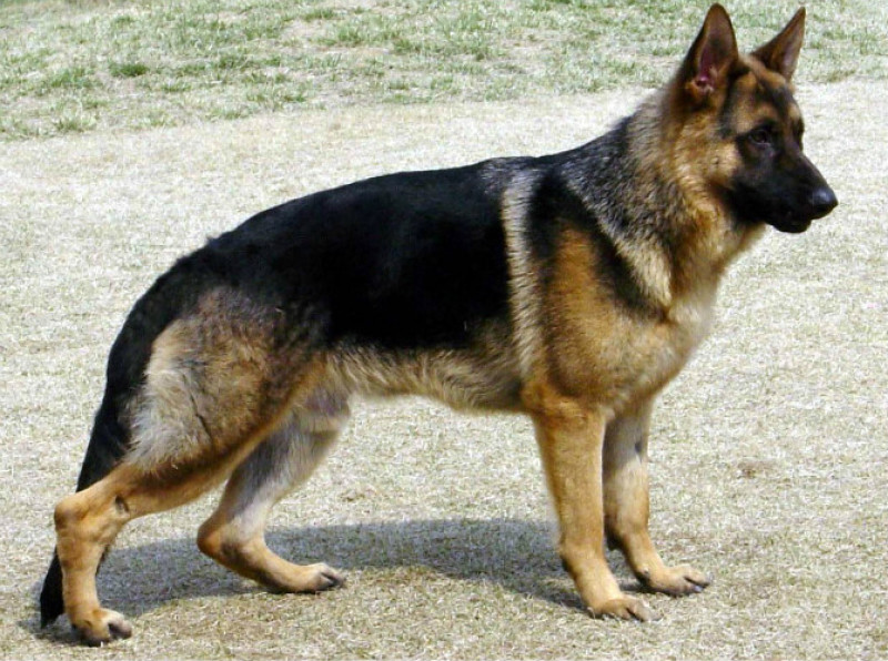 牧羊犬母幼年
