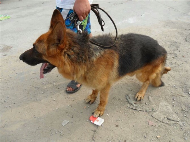 牧羊犬母幼年