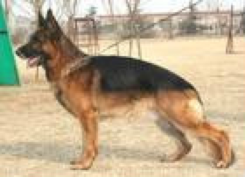 牧羊犬母幼年