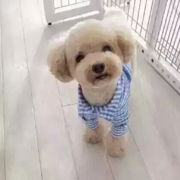 比熊犬母