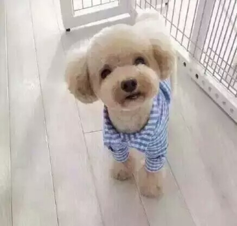 比熊犬母