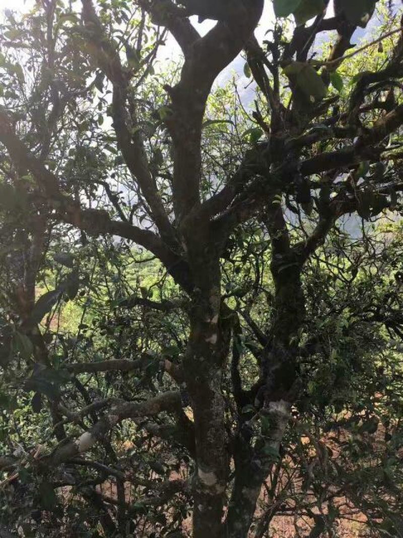 普洱茶