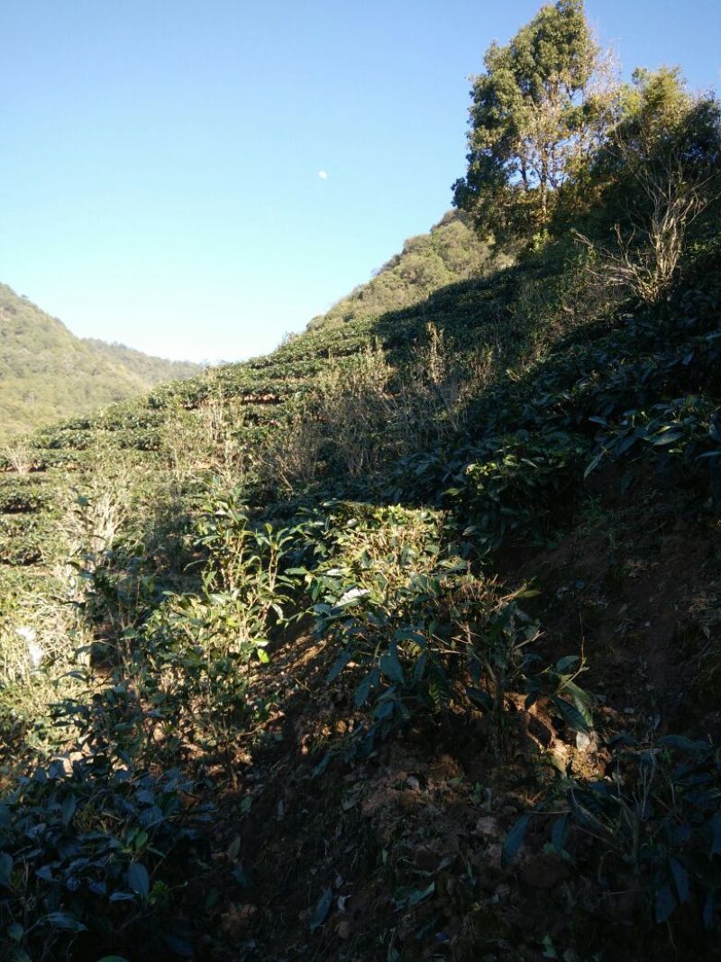 普洱茶