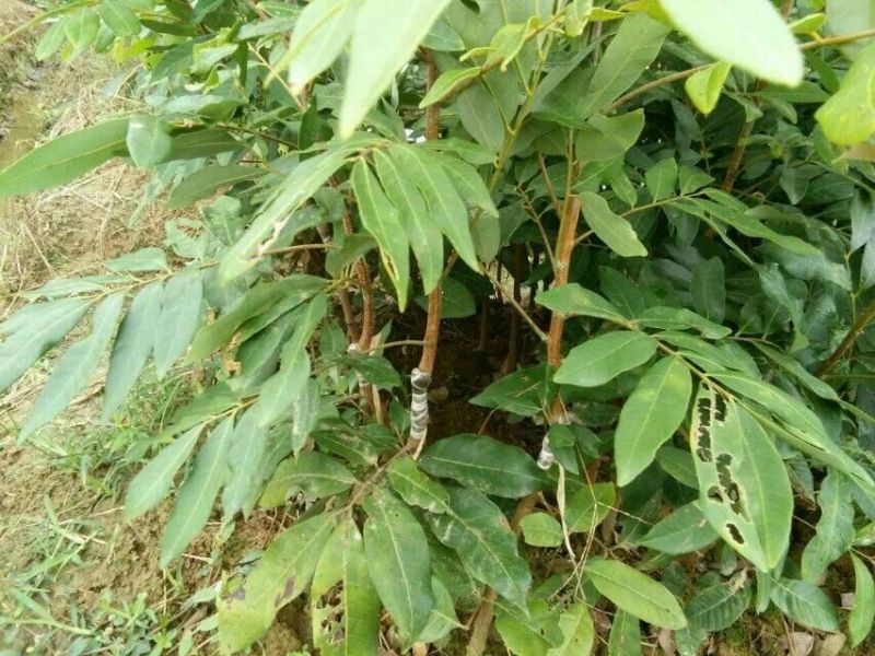 龙眼树苗30~50cm