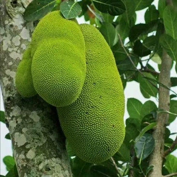 菠萝蜜苗稿接树