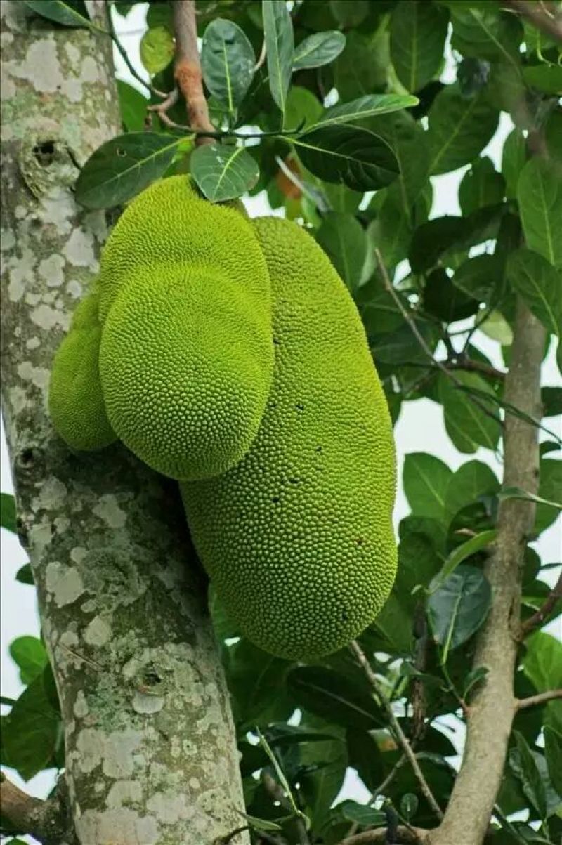 菠萝蜜苗稿接树