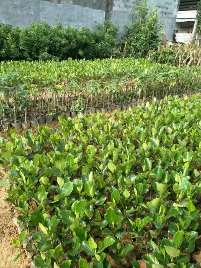 菠萝蜜苗稿接树