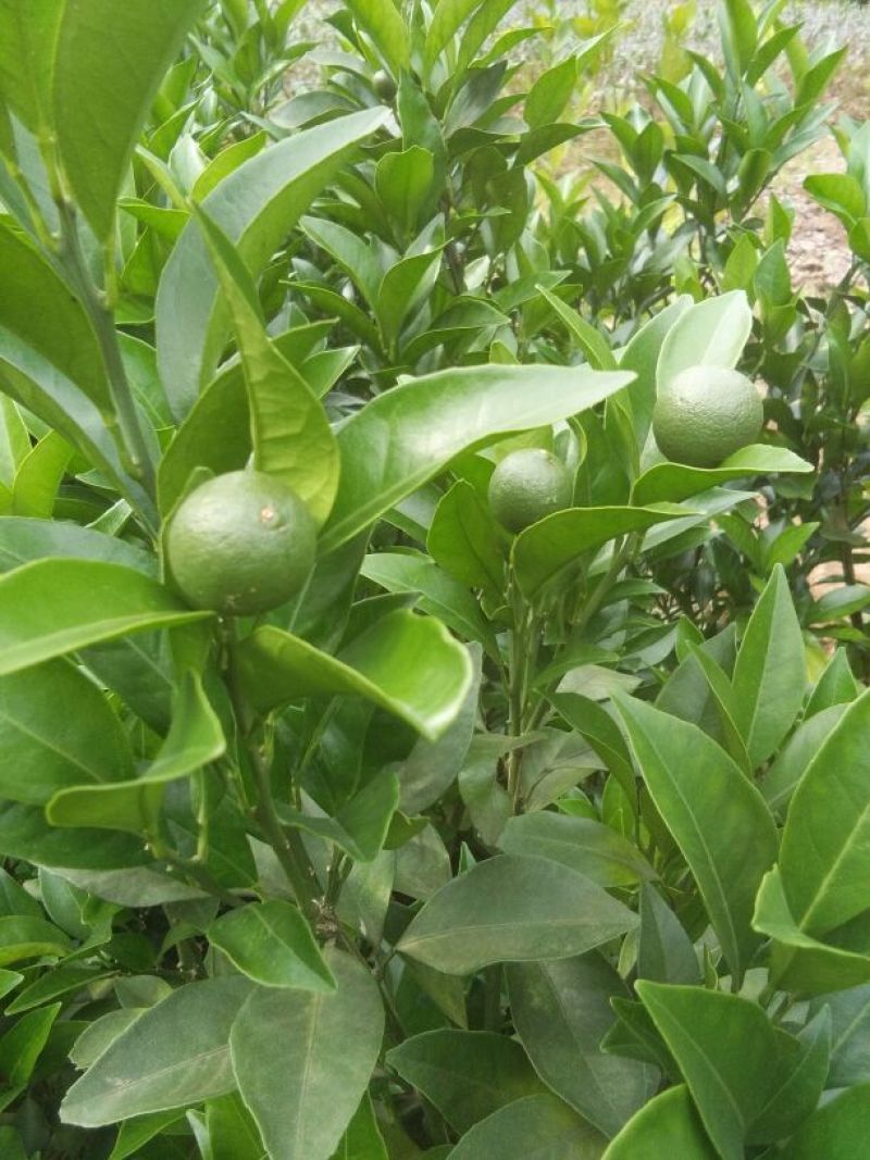 红光橙苗30~50cm