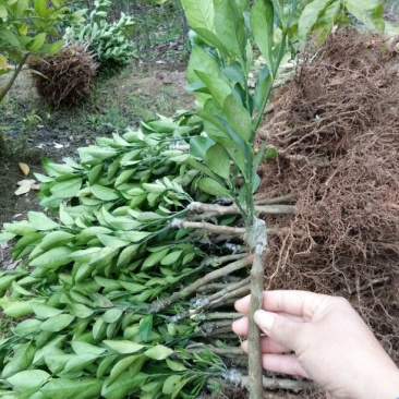 红光橙苗30~50cm