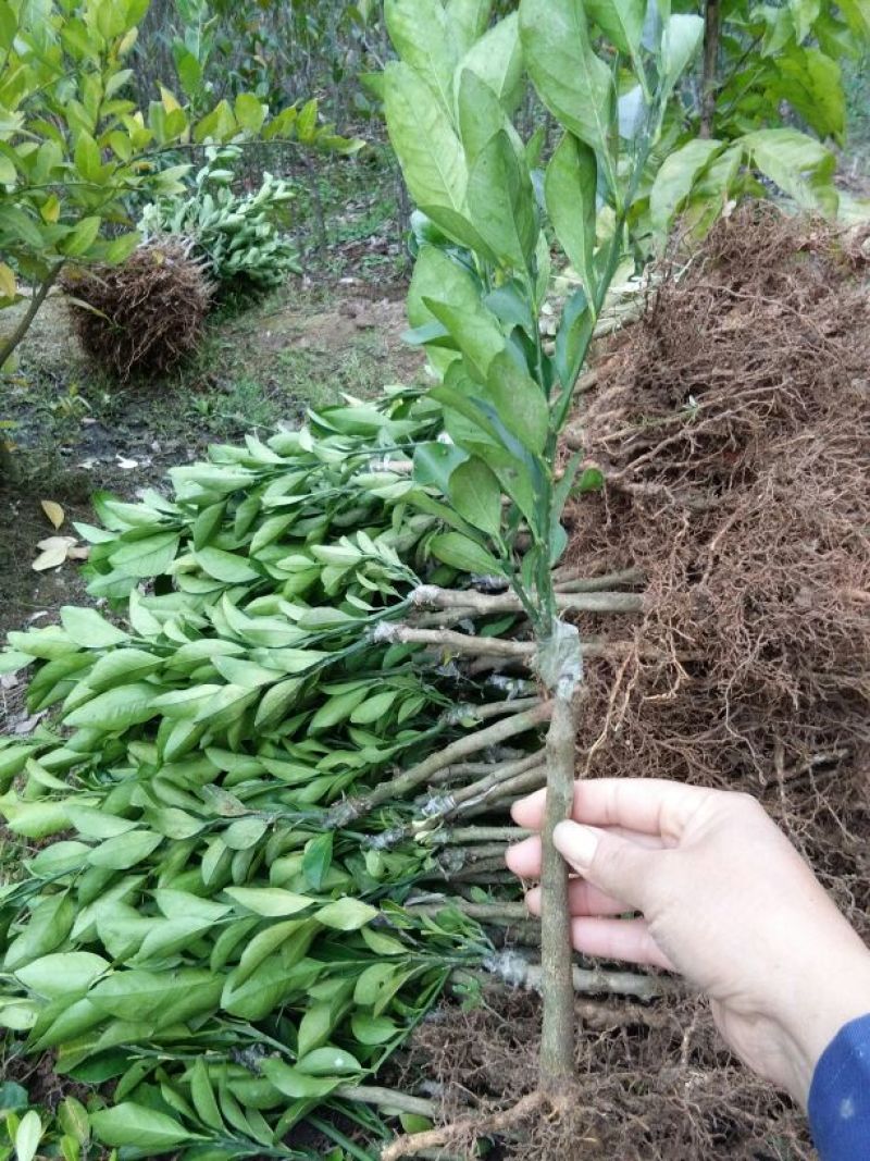红光橙苗30~50cm