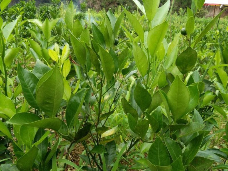 红光橙苗30~50cm