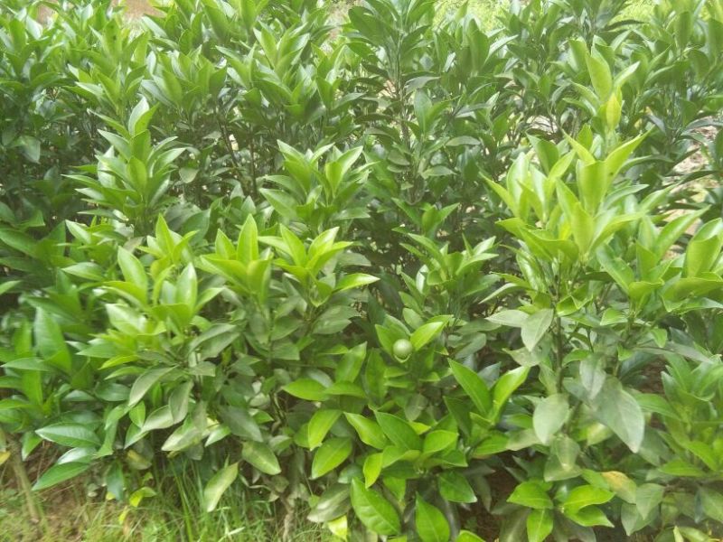 红光橙苗30~50cm