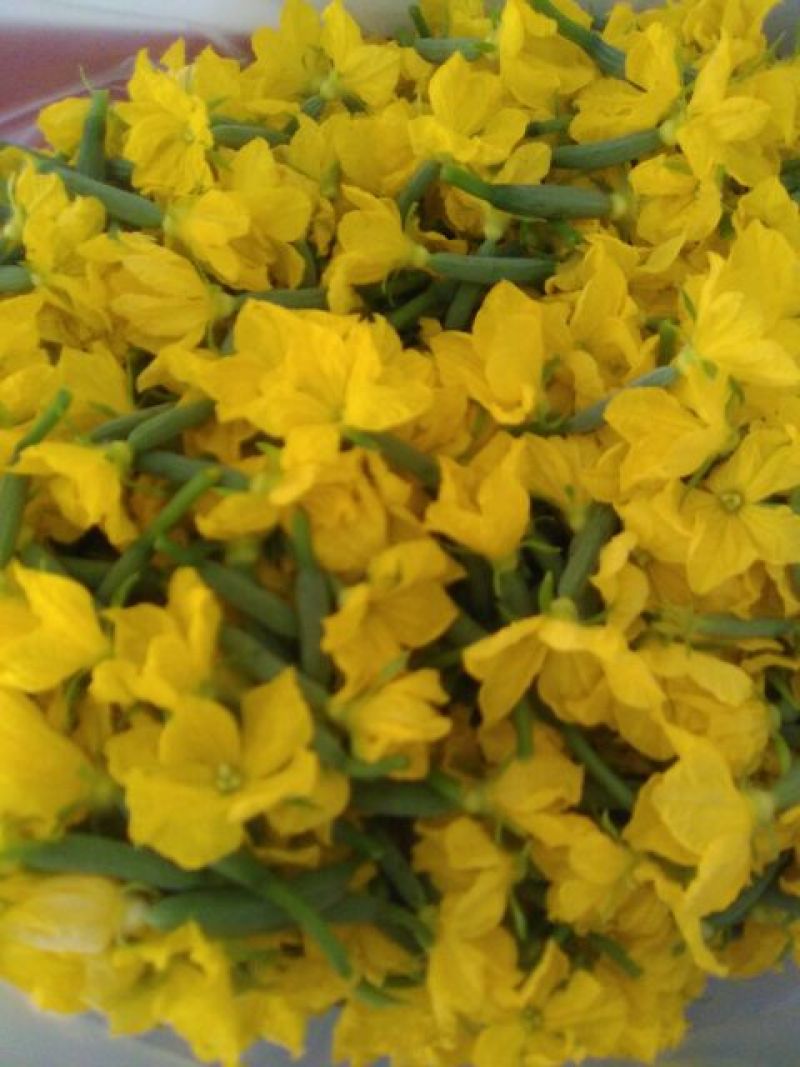 小黄瓜花，玉女瓜，精品货，产地批发