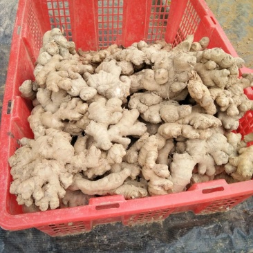 小黄姜2两以上带土