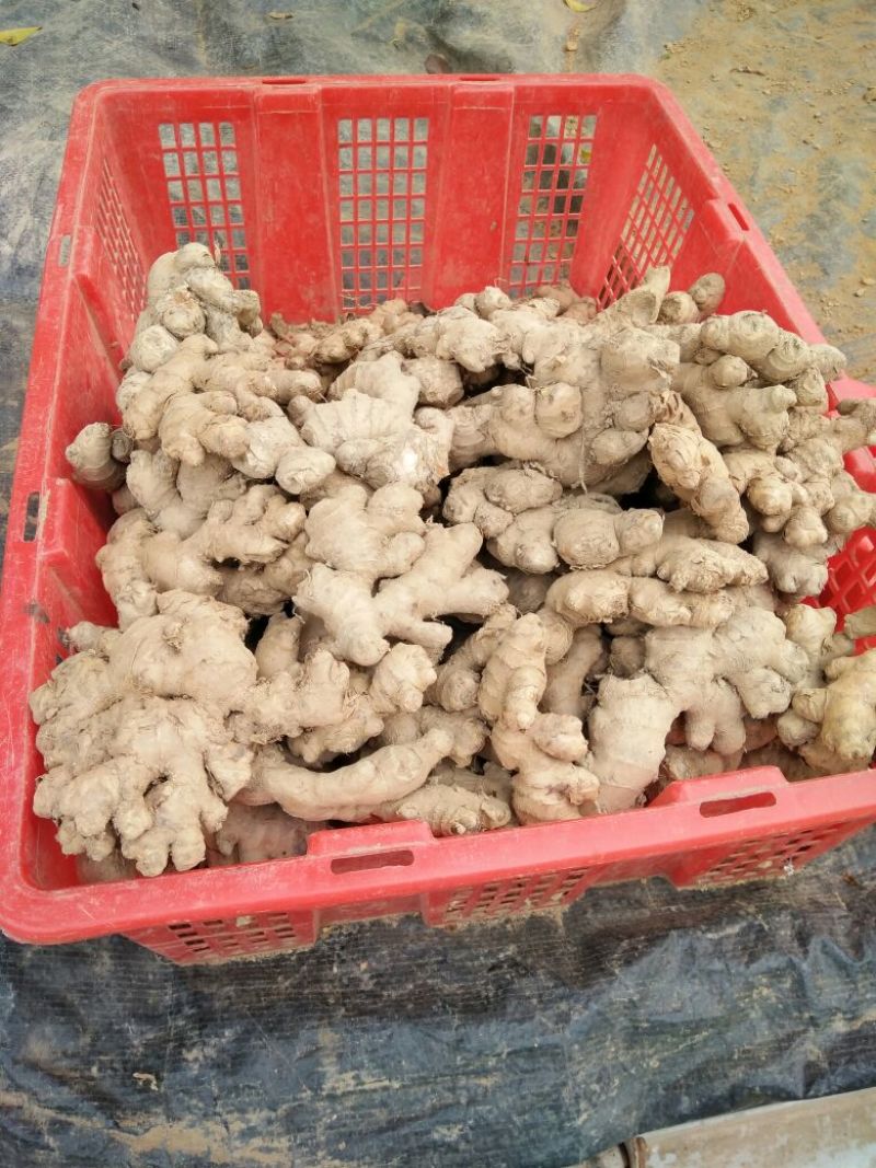 小黄姜2两以上带土