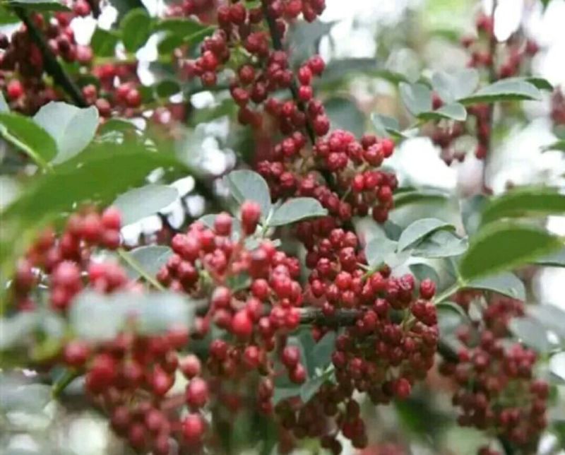 大红袍花椒特级干