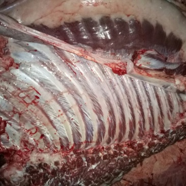 驴肉鲜货