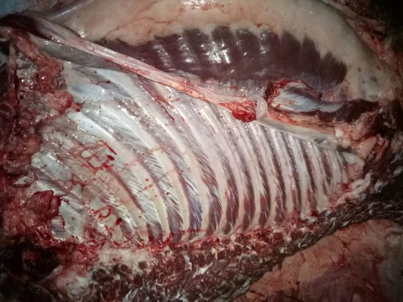 驴肉鲜货