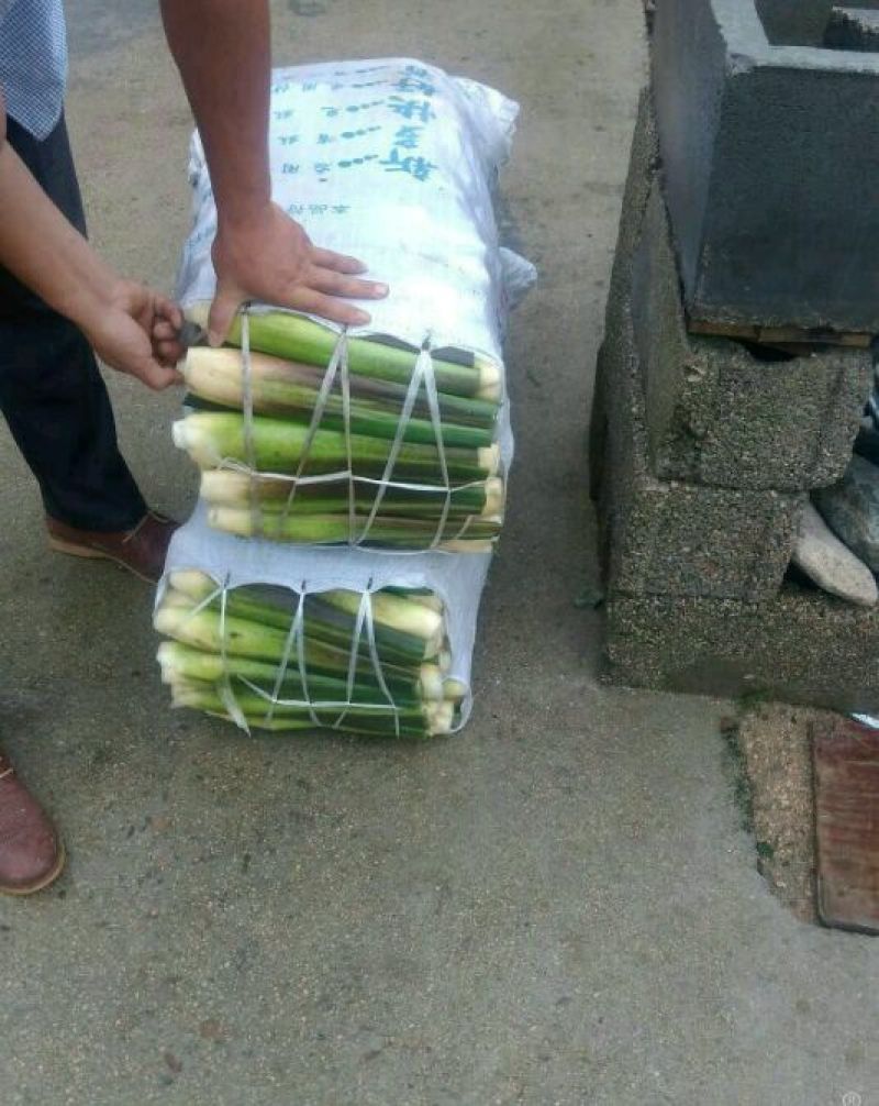 百度岳西茭白优质双季茭白老根种苗纯度高量大协助销售