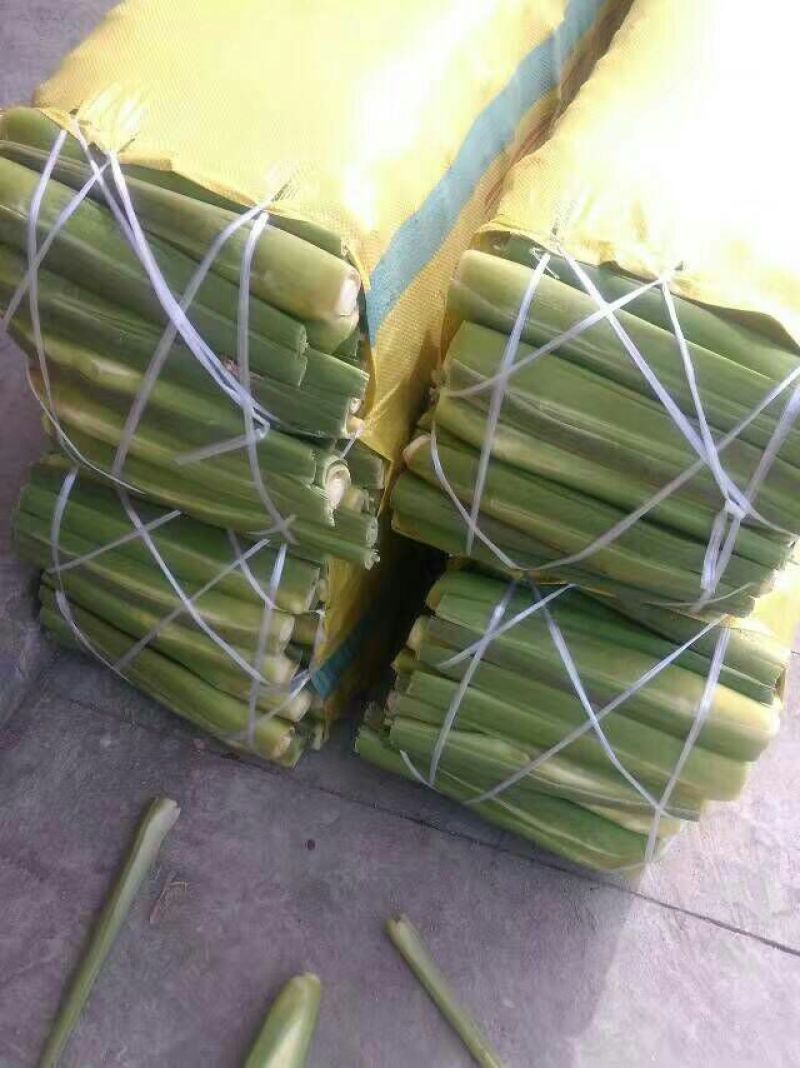 百度岳西茭白优质双季茭白老根种苗纯度高量大协助销售