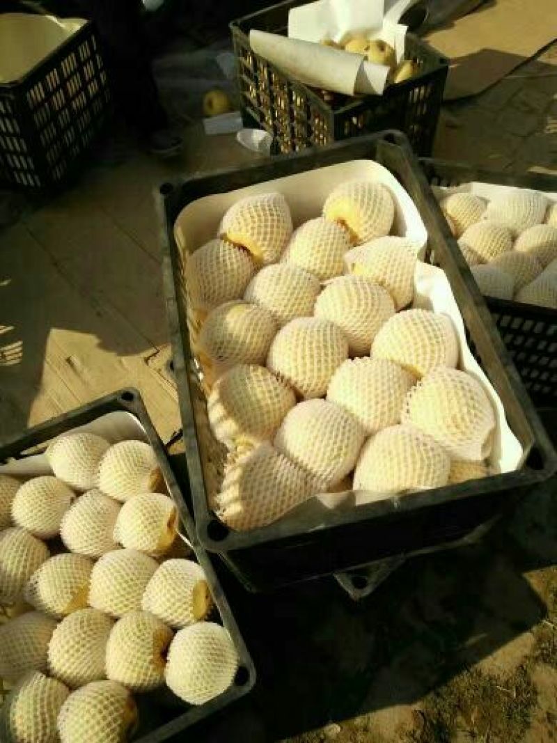 酥梨光果250~300g