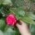 茶花50~80cm