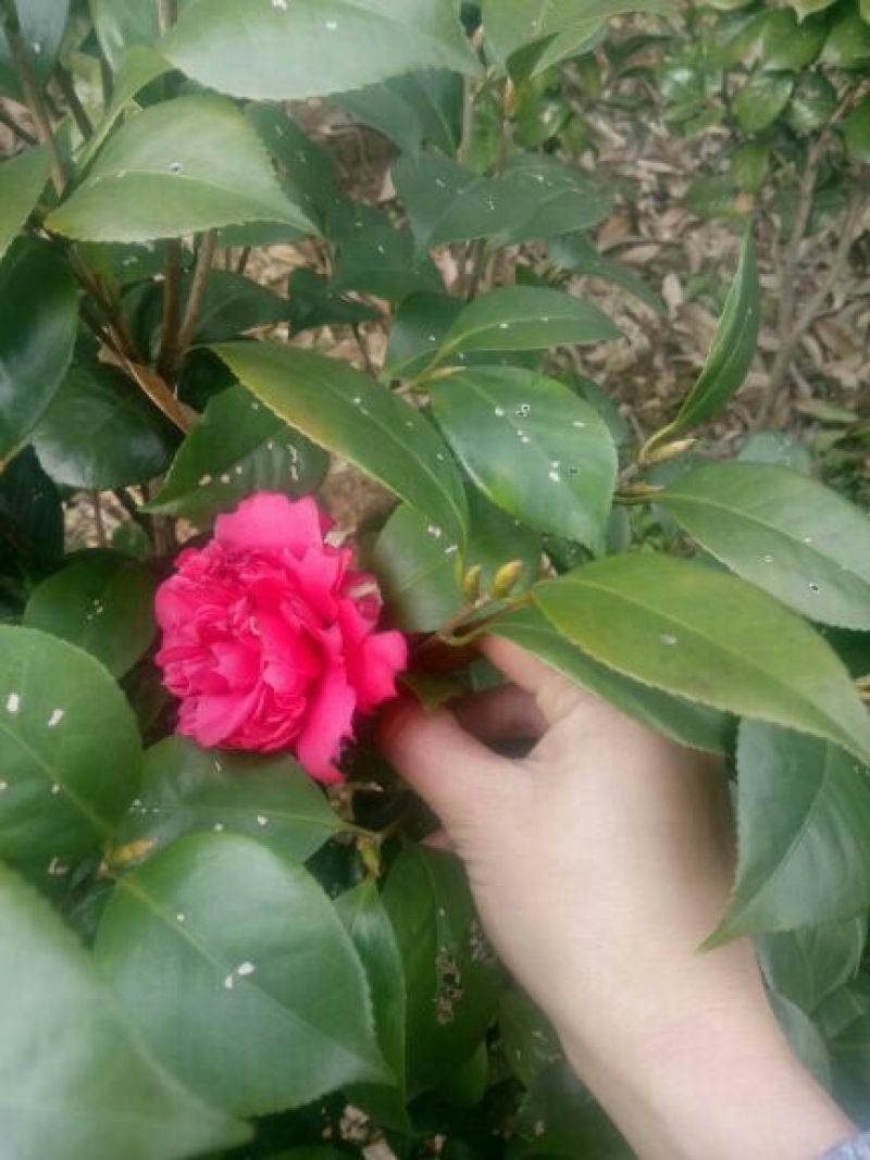 茶花50~80cm