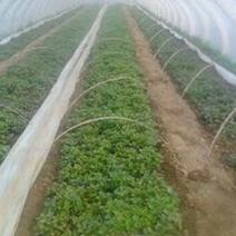 脱毒烟薯29红薯苗、高淀粉红薯苗、烟台市农科院受权单位。