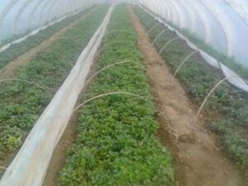 脱毒烟薯29红薯苗、高淀粉红薯苗、烟台市农科院受权单位。
