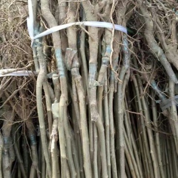 香玲核桃苗一年苗50~100cm