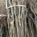 香玲核桃苗一年苗50~100cm