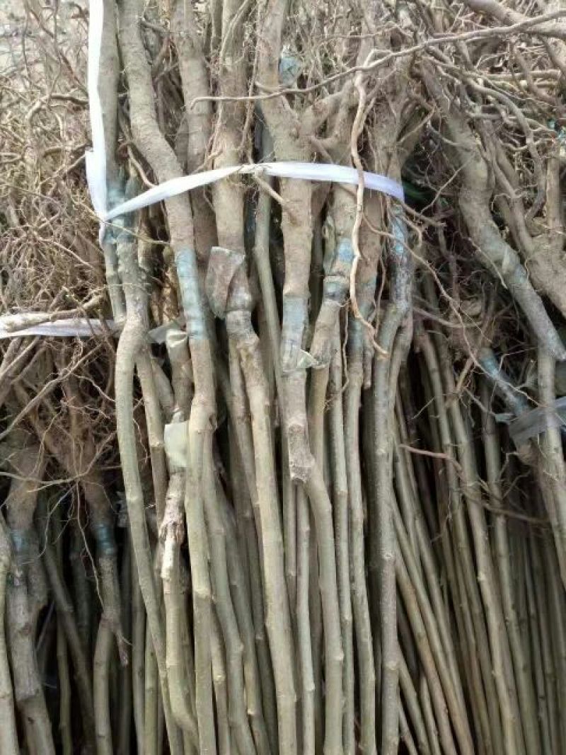 香玲核桃苗一年苗50~100cm