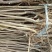 香玲核桃苗一年苗50~100cm