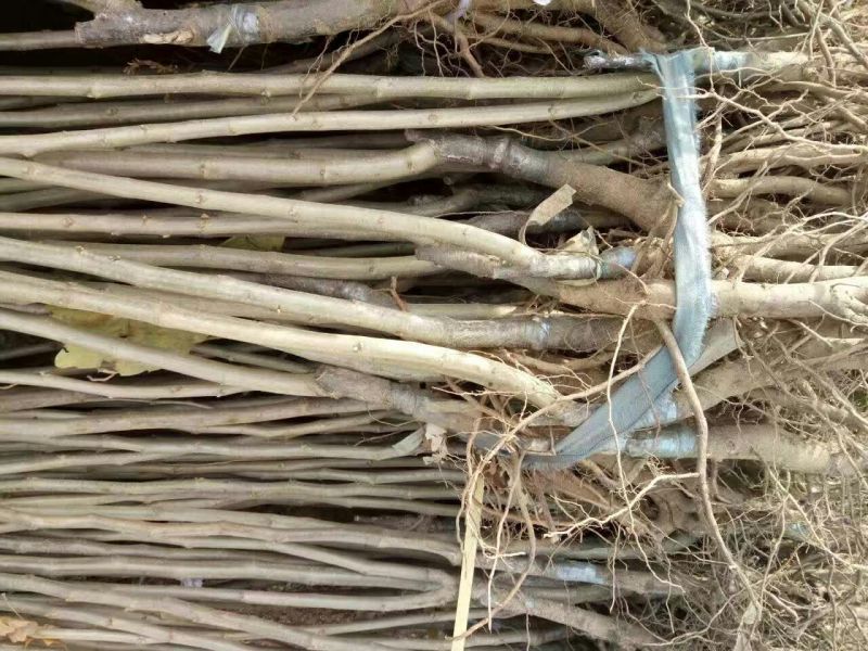 香玲核桃苗一年苗50~100cm