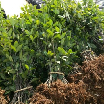 精品桂花小苗，四季桂小苗，红桂苗，桂花种植基地