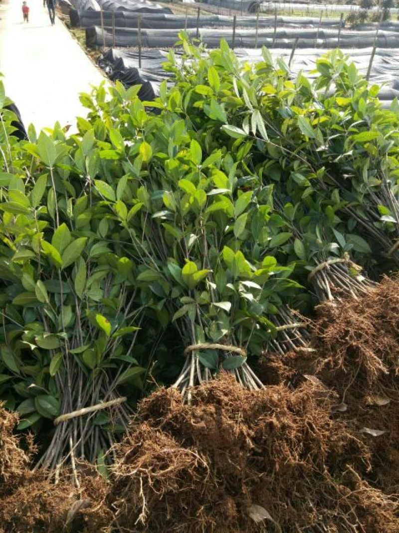 精品桂花小苗，四季桂小苗，红桂苗，桂花种植基地