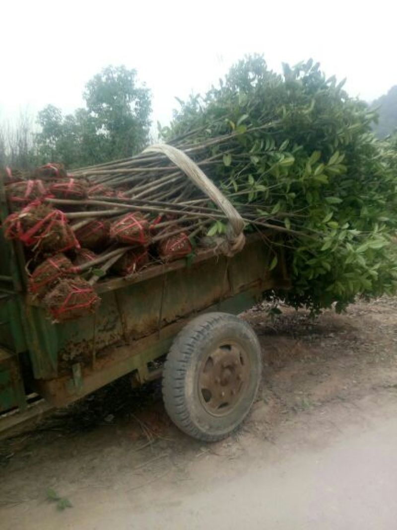 精品桂花小苗，四季桂小苗，红桂苗，桂花种植基地